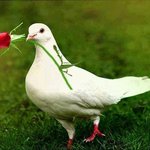الصورة الشخصية (صغيرة)