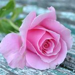 الصورة الشخصية (صغيرة)