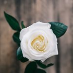الصورة الشخصية (صغيرة)