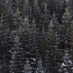 الصورة الشخصية (صغيرة)