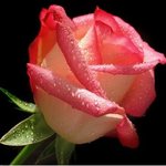 الصورة الشخصية (صغيرة)