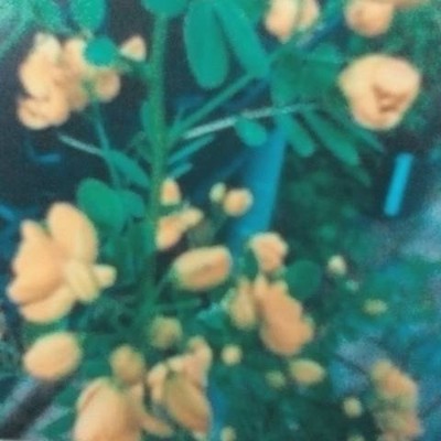 نضال