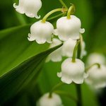 الصورة الشخصية (صغيرة)